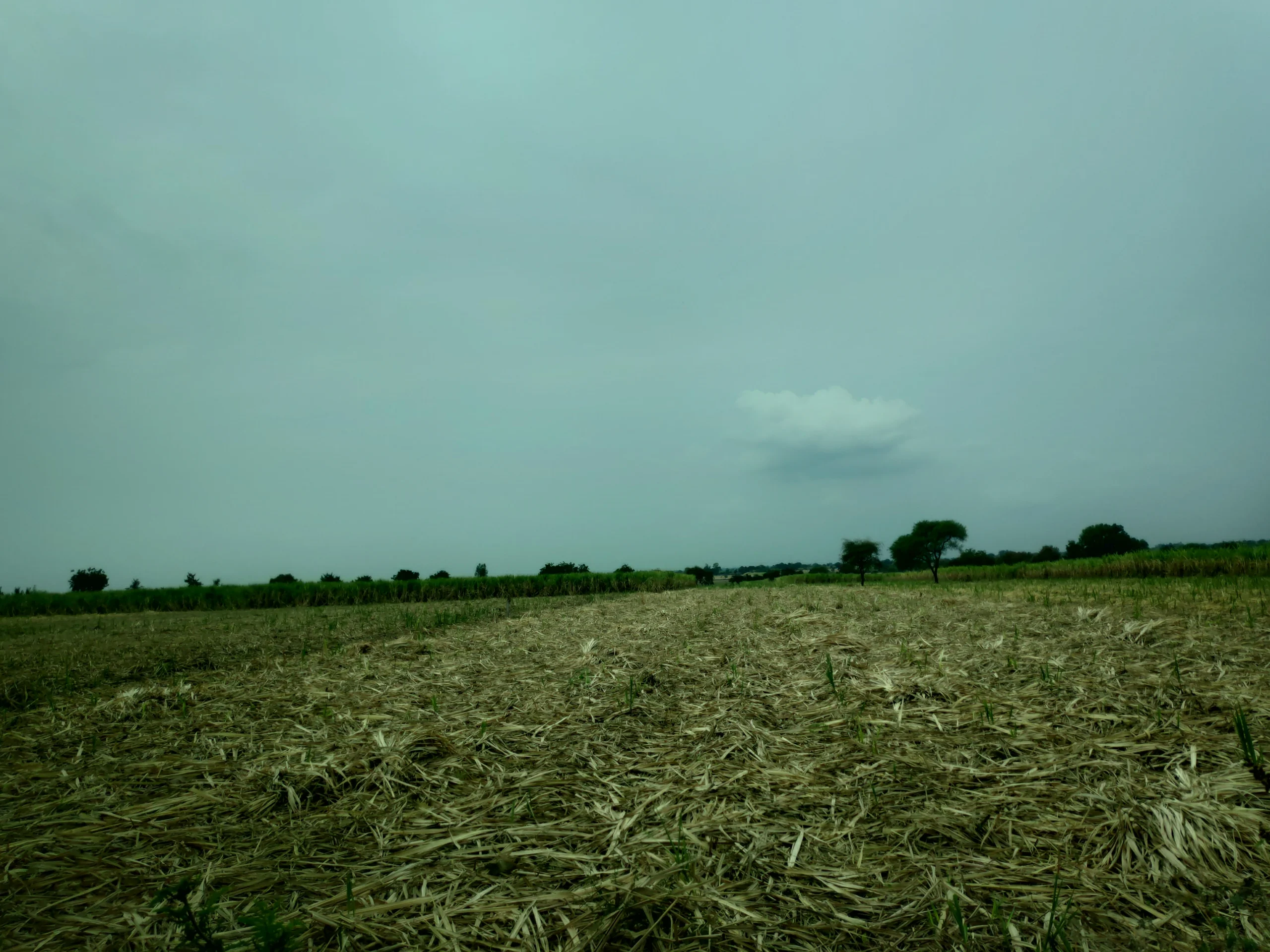 A sugarcane harvest in Ambajogai