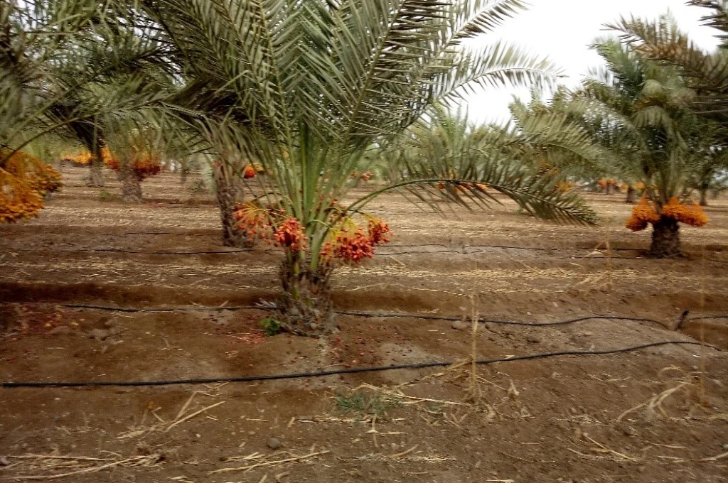 The image shows an orchard of young date palm trees. The trees are growing in rows and are uniformly spaced.