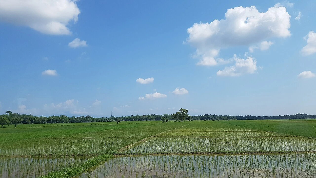 paddy fields
