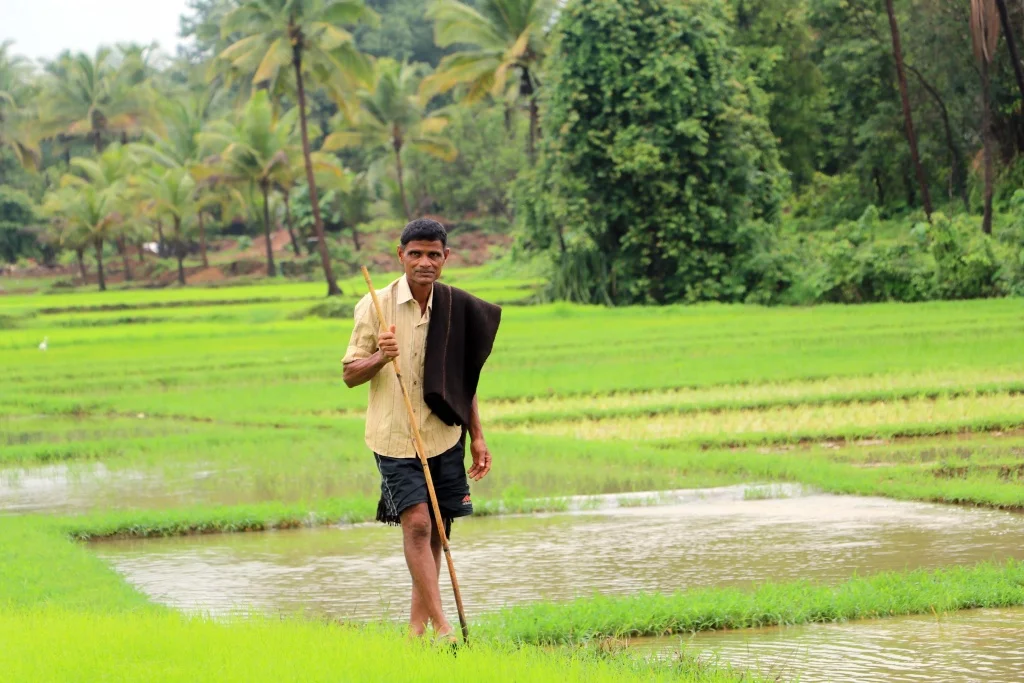 a paddy farmer in sindhudurg, maharashtra-SBhagat-groundup