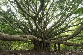 Banyan tree