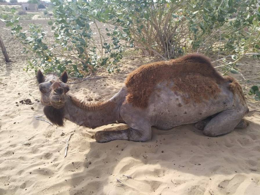 Camel infected with mange in the desert-camels