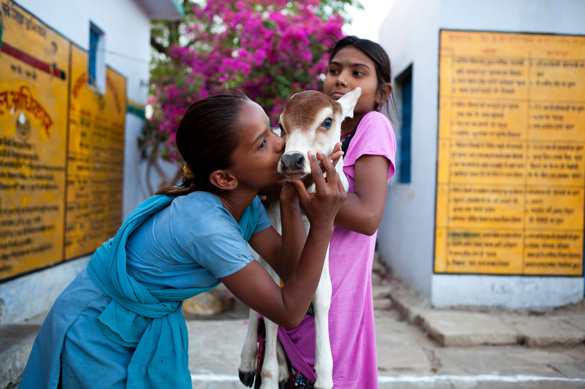 Two Indian girls hugging a young goat