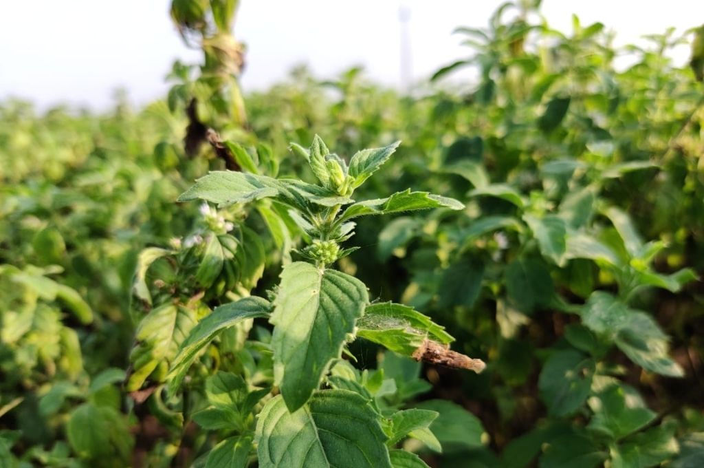 Peppermint plant