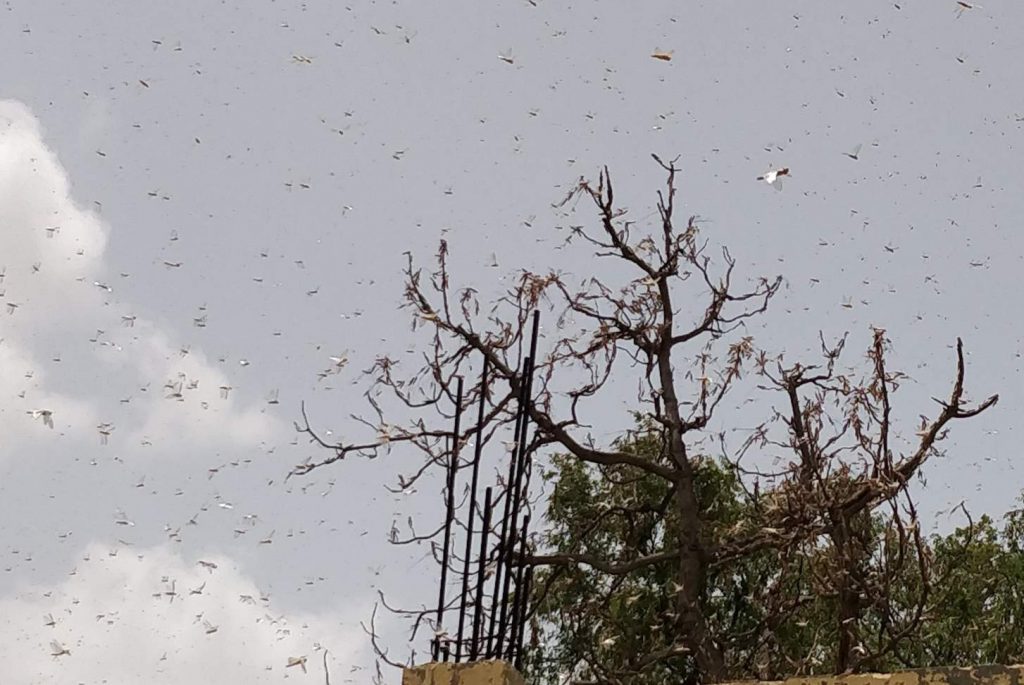 locust swarms-rajasthan