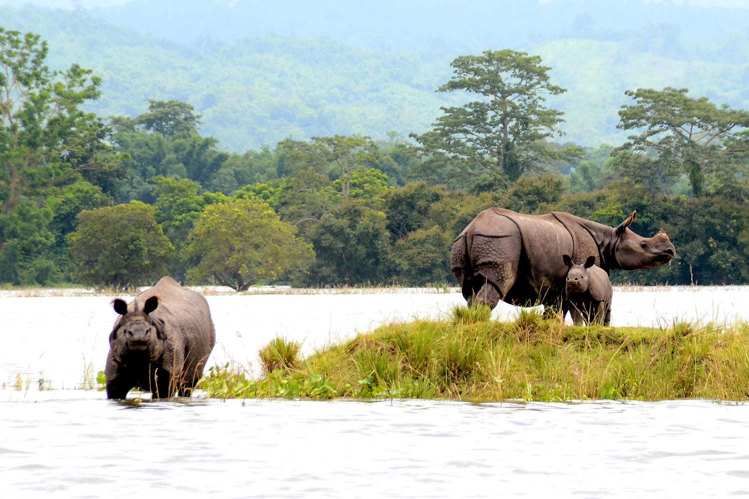 Rhinos at a highland during flood at Kaziranga National Park in Bagori range of Nagaon, Assam.