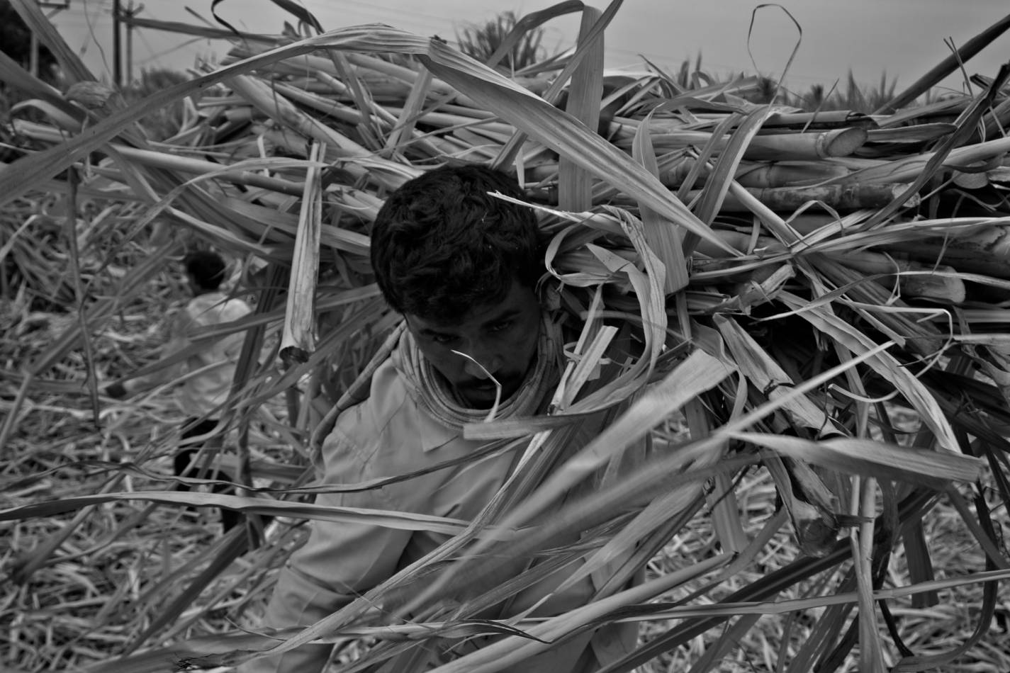 A farmer carrying straw. Agricultural budget should focus on smallholder farmers