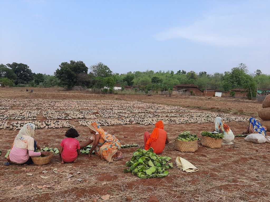 adivasis collecting tendu leaves in MP_covid_mgnrega_groundup