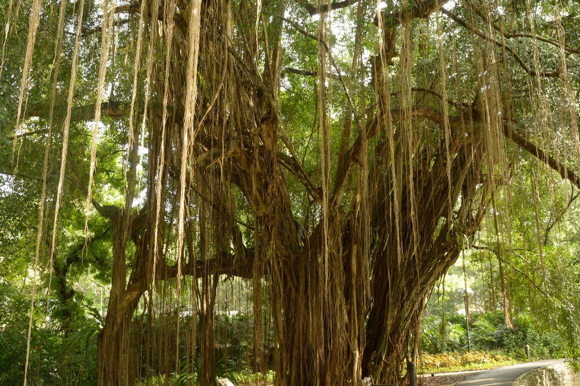 aerial roots tree forest