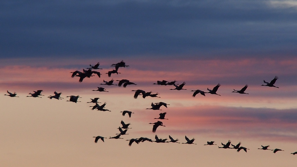 Birds flying in a V formation - teamwork