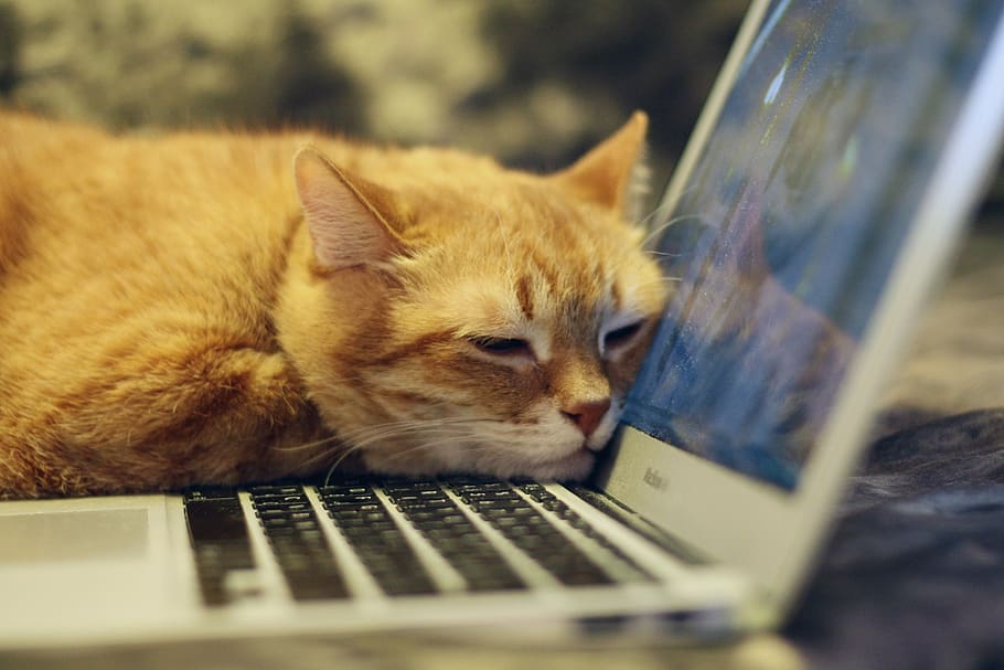 cat asleep in front of computer_nonprofit humour