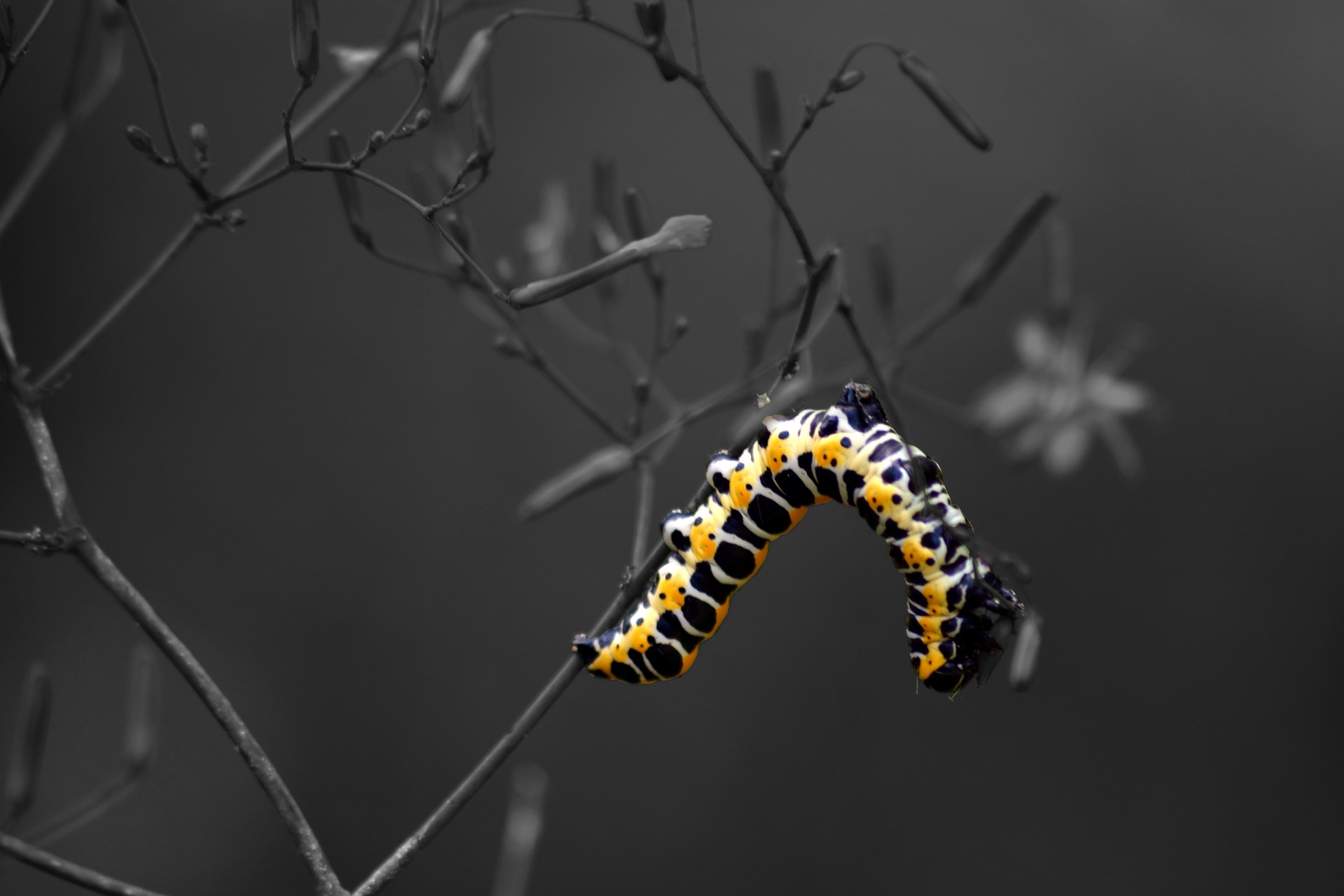Caterpillar on a wire