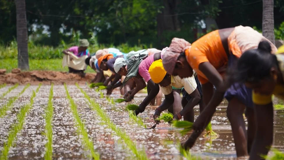 Women farmers sowing paddy_Unsplash