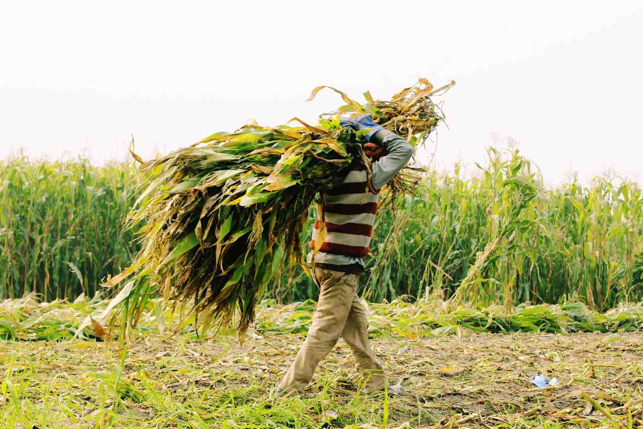 farmer carrying a bundle of maize on his head-agriculture