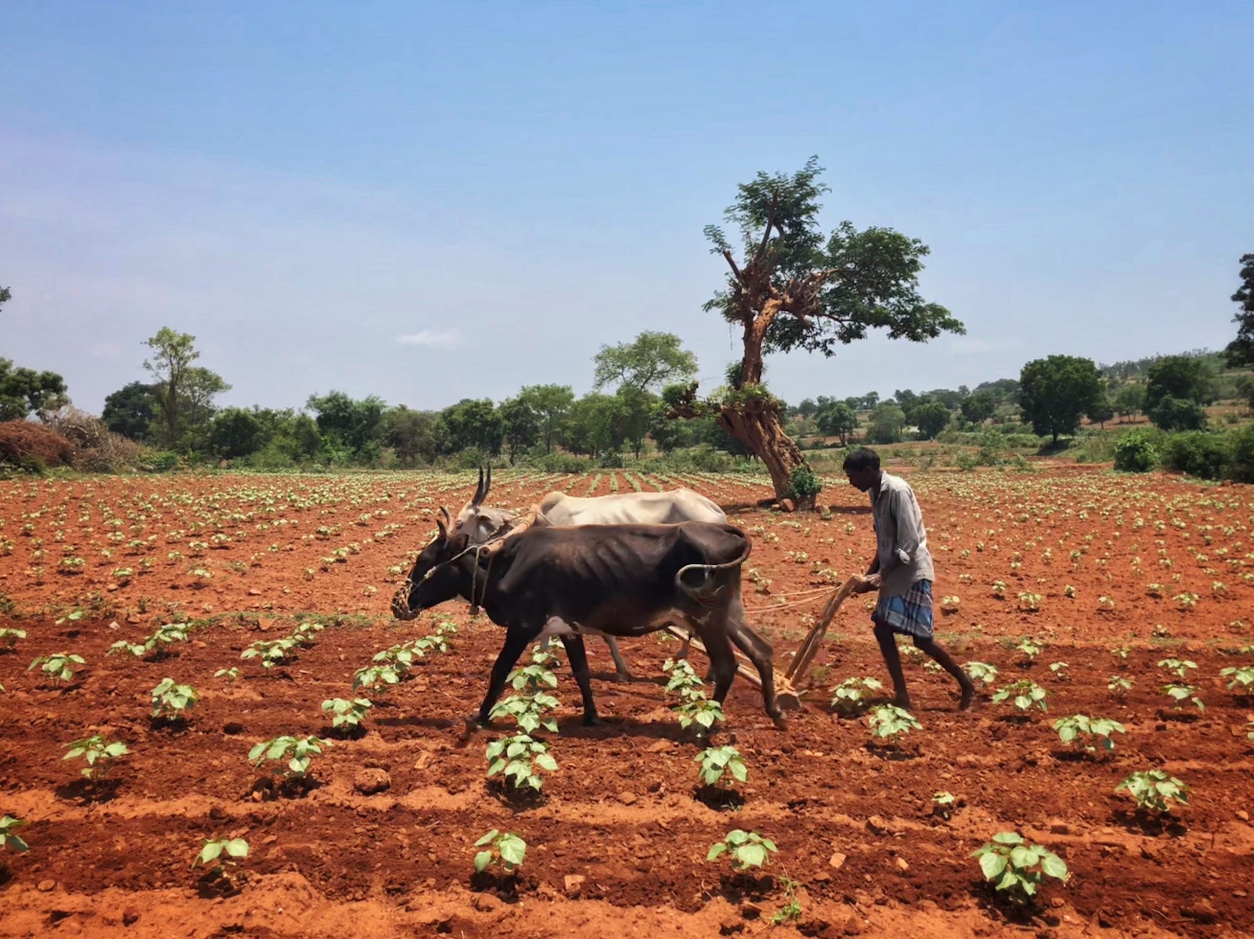 farmer ploughing the land with two bulls karnataka_ground up_ASwaminathan