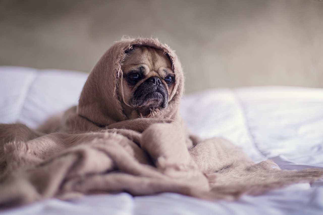 tired pug wrapped in a blanket-nonprofit humour
