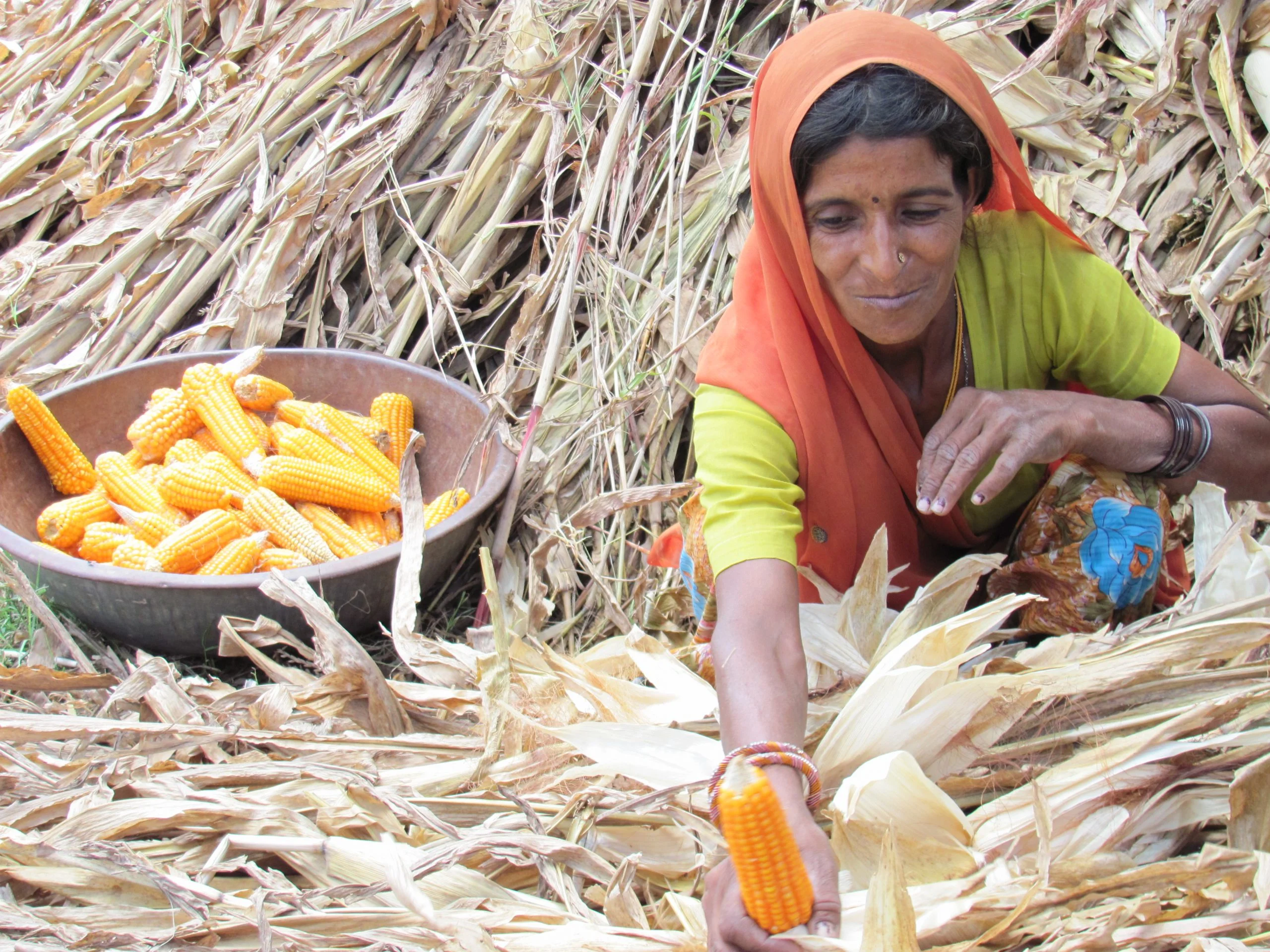 woman collecting corn, Tonk district, Rajasthan
