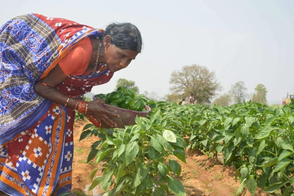 Woman harvesting capsicum