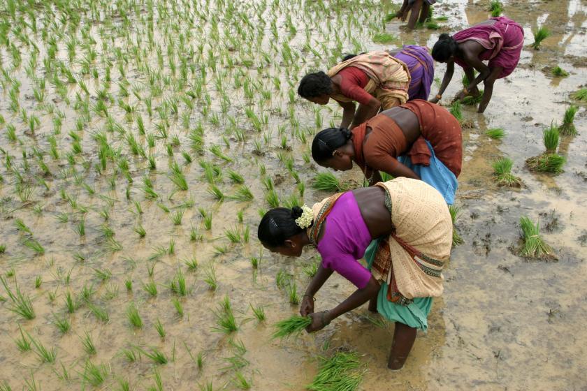 women labourers transplanting paddy
