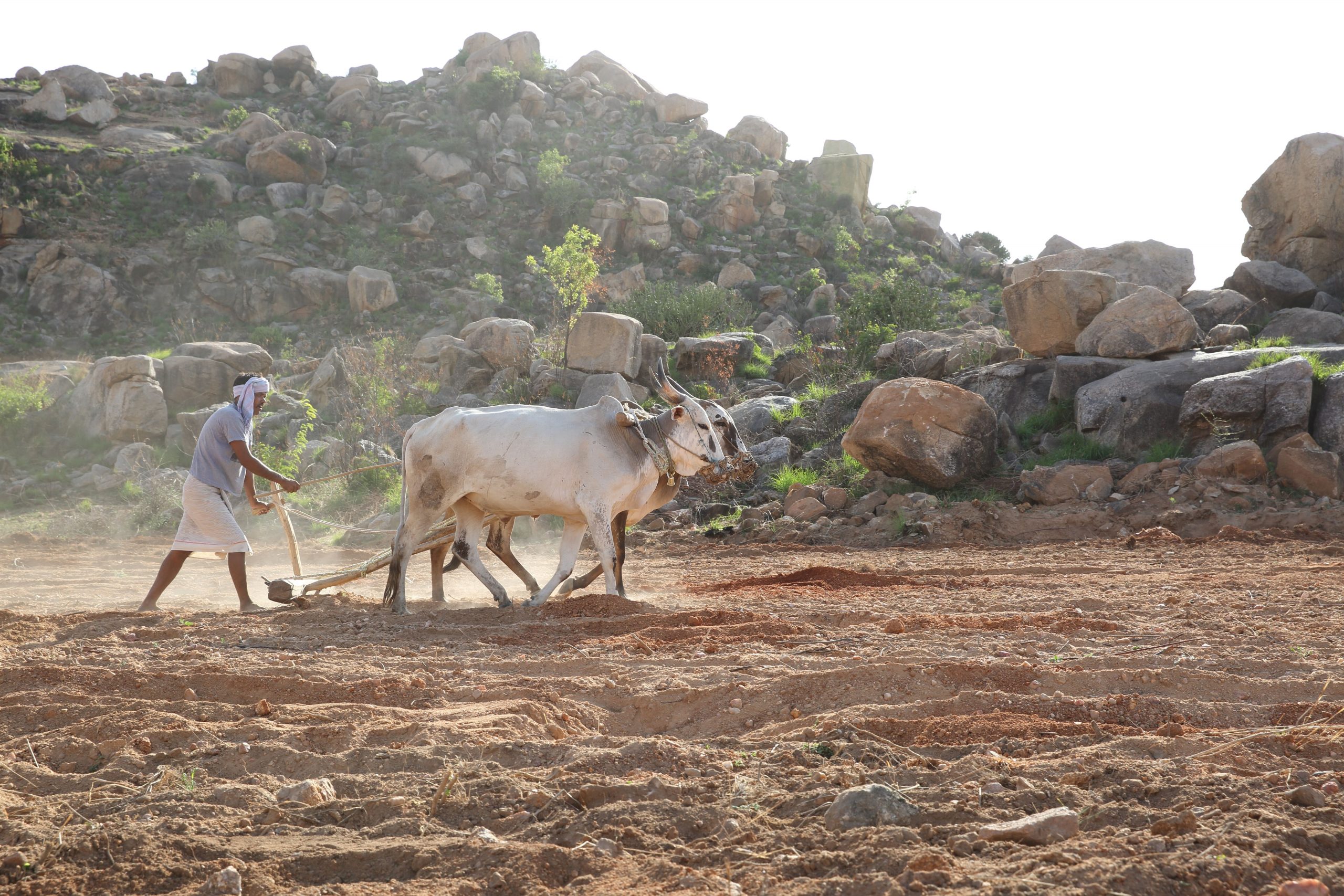 A farmer and his oxen ploughing the field_Arjun Swaminathan