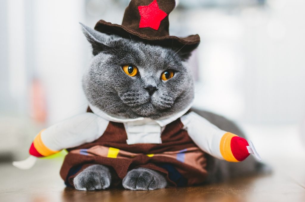 A cat in a costume