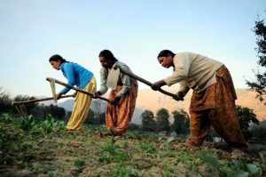 Indian women farmers ploughing the field_women farmers