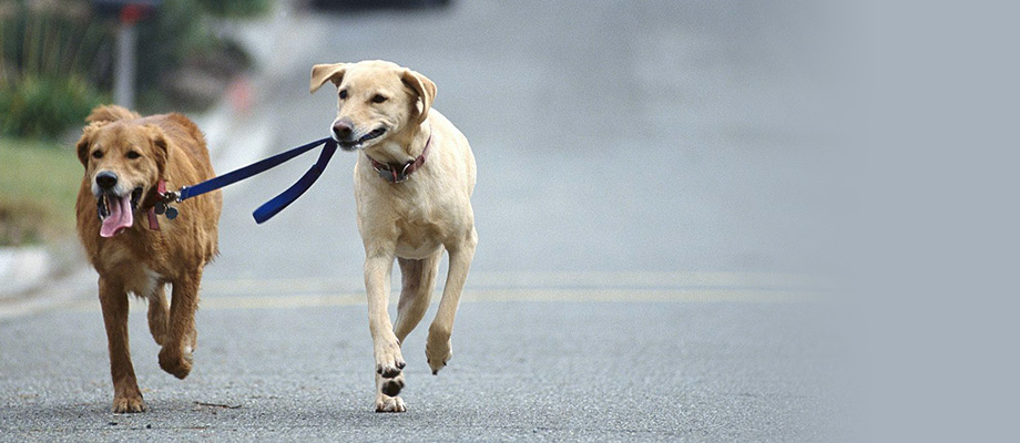 Dog leading another dog by the leash _ Love language IDR