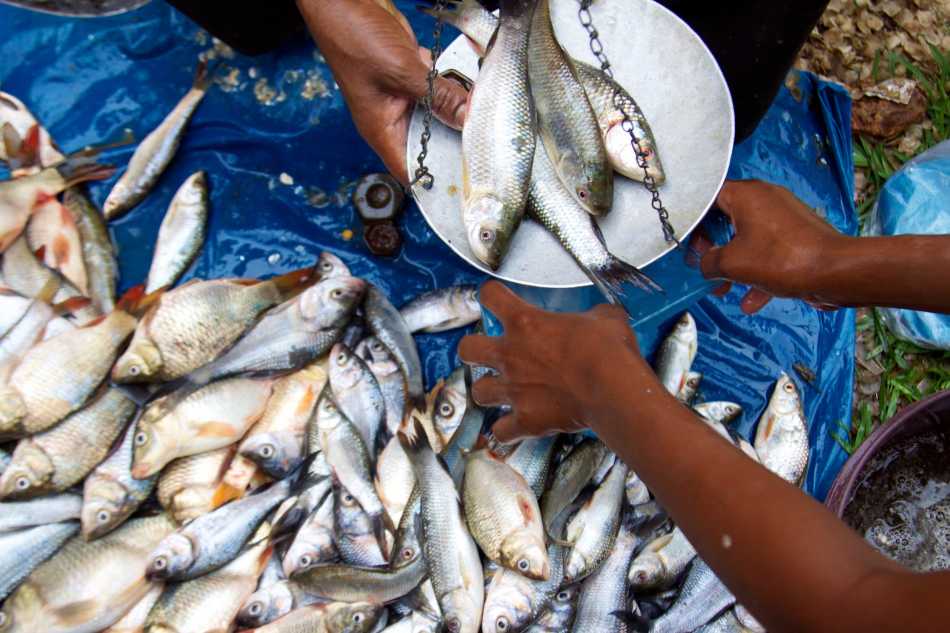 close up of selling fish-fisheries in India