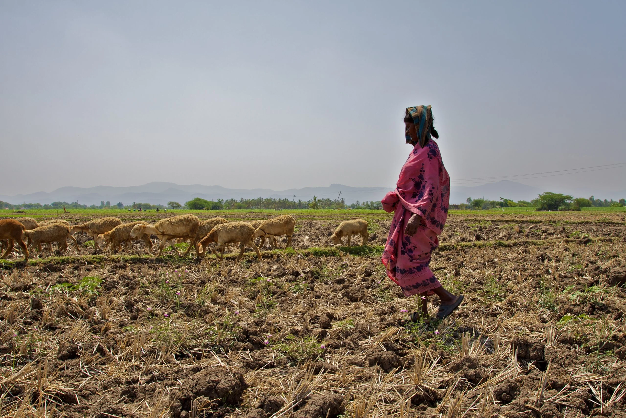 women farmers walking on a field-Picture courtesy: Arjun Swaminathan