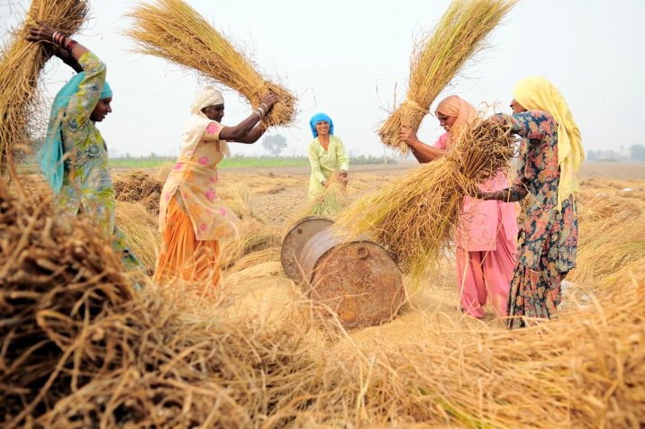 women threshing rice in sangrur punjab