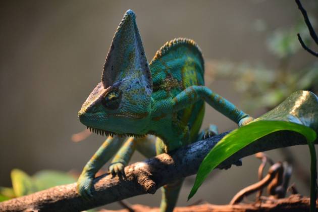 A chameleon on a branch-COVID-19