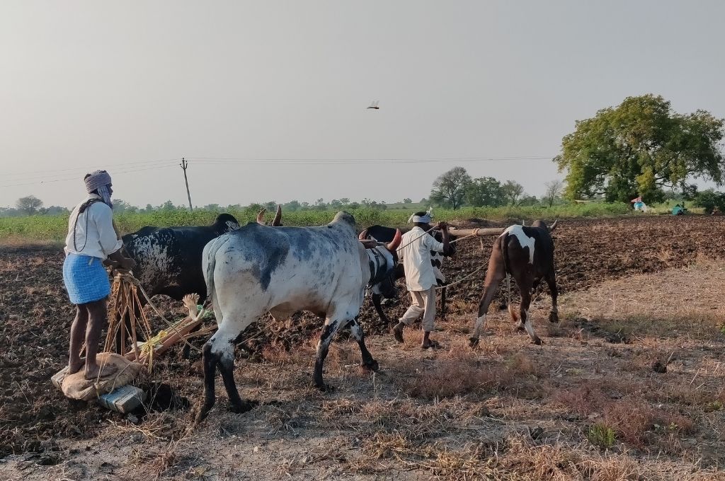 farmer ploughing field using bullocks