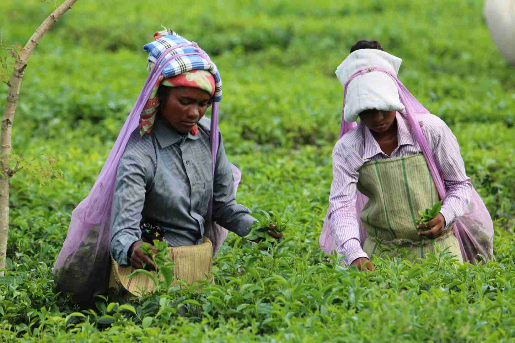 Assam govt raises daily wage of tea garden workers by INR 50 IDR