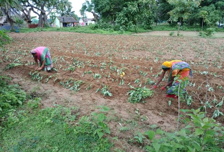 Two women working in a sweet potato field-returning migrant workers