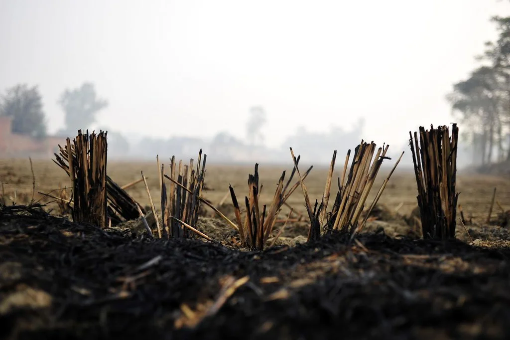 close up of a field with air pollution stubble burning