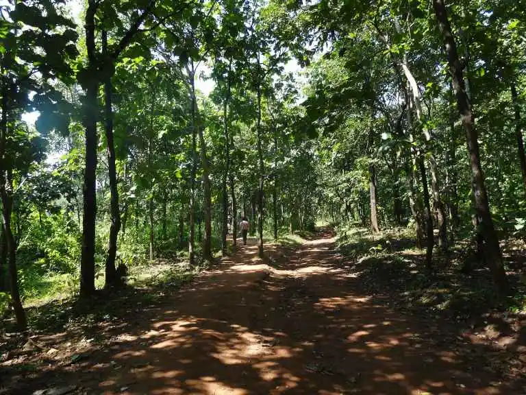 The image shows a wide path lined by trees in the middle of a forest. A person can be seen walking in the distance._Silt to boost agricultural productivity