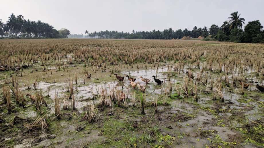 Ducks in a paddy field-duck farming