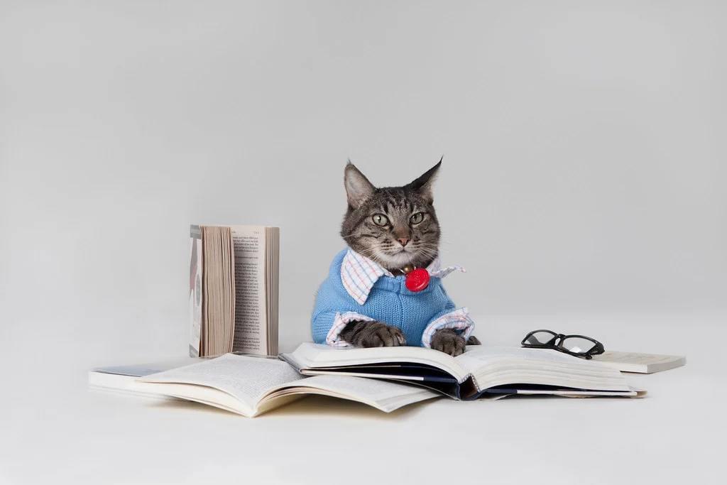 Cat reading books-math problems for the development sector-flickr