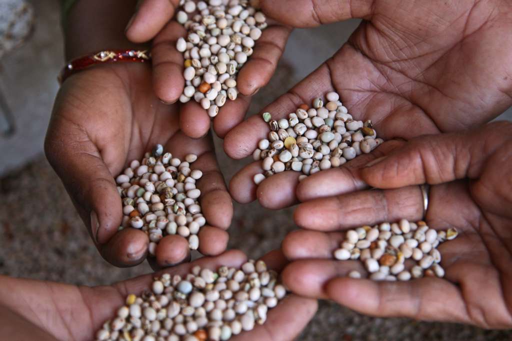 close up of 5 women's hands holding millets-women farmers