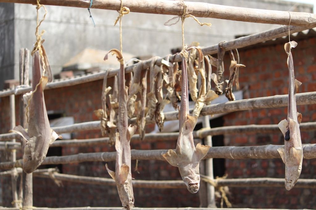 hanging down carcasses of fish that are hooked and tied to a wooden pole-fishing