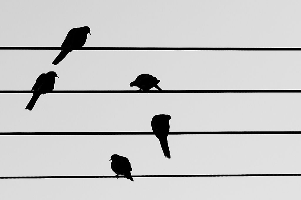 illustration of black birds sitting on black lines across a grey background-shit nonprofits say