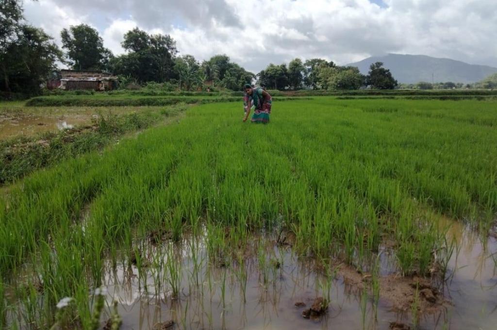 Laxmiprya Sahoo, a krishi mitra in Odisha working on her demo plot, where she cultivates paddy using organic methods-organic farming Odisha