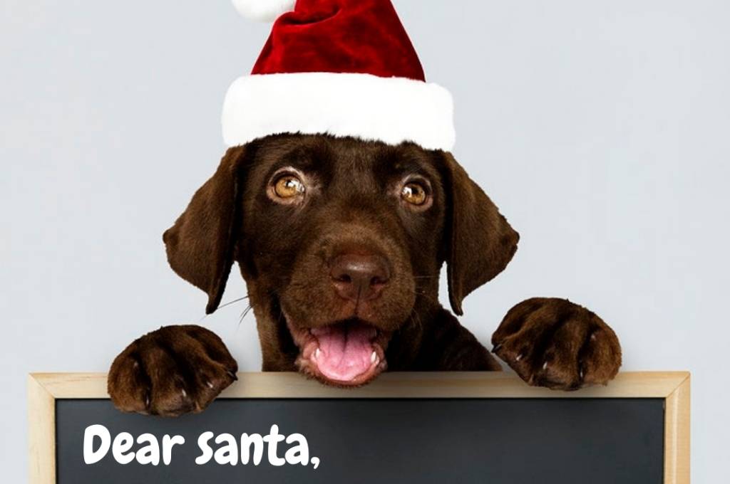 an image of a brown dog with a Santa Claus red and white cap worn during Christmas. On the bottom of the screen, there is a black board with the words 'Dear Santa,'-nonprofit Christmas wish list