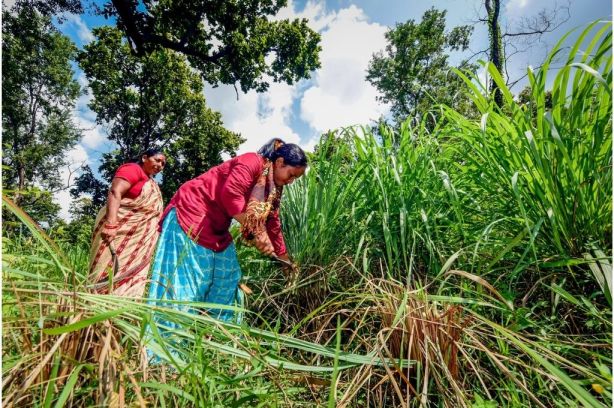 Women harvesting the field_Flickr-women entrepreneurs