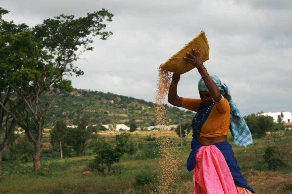 Woman farmer winnows sorghum grains in Mahboobnagar District of Andhra Pradesh-widow