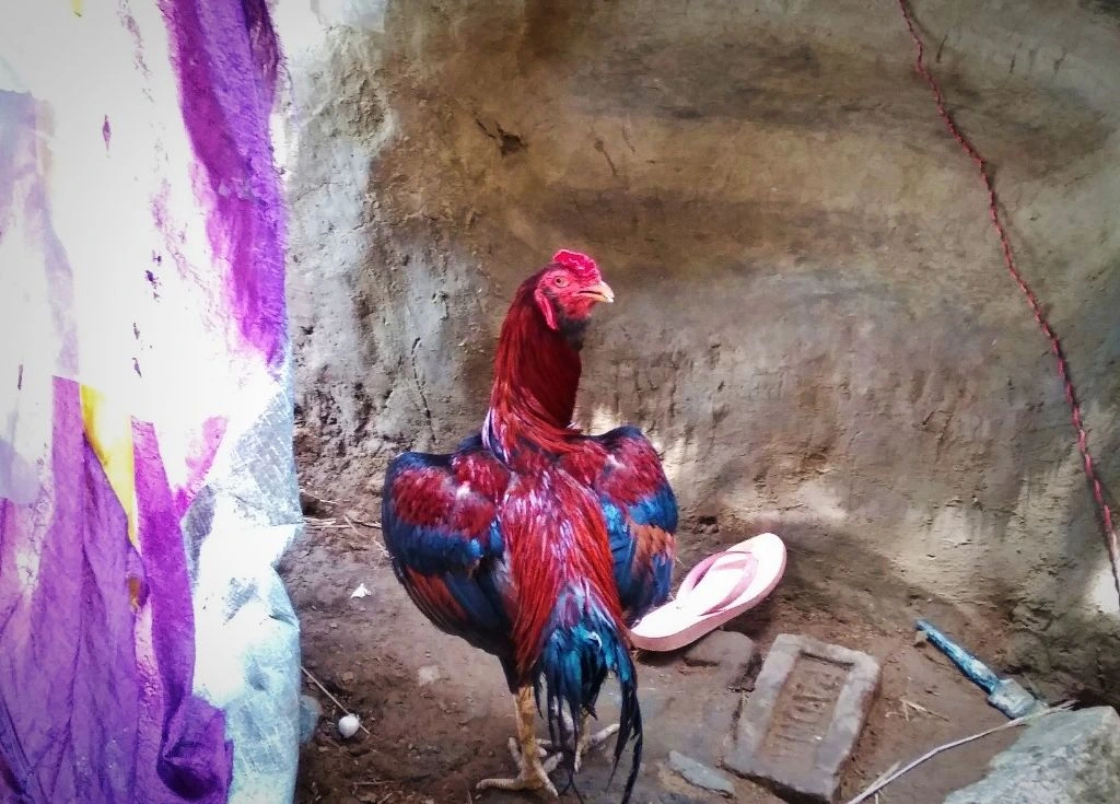 chicken in a backyarrd_poultry farming odisha