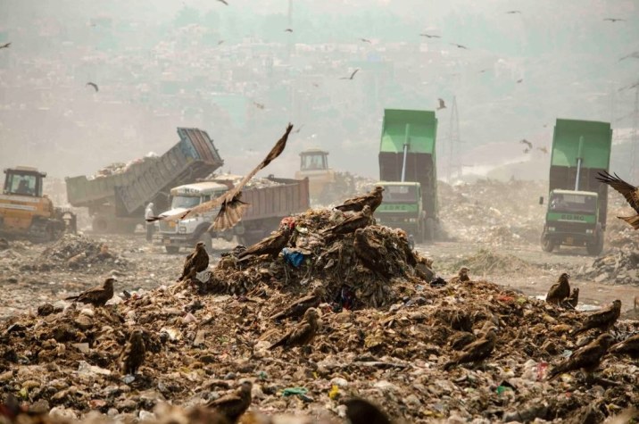 Eagles perched on a waste heap as trucks dump waste in the background-waste management