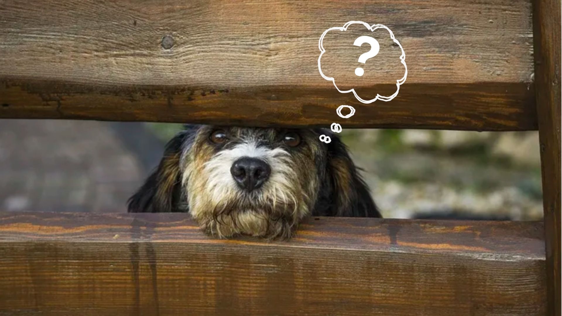 A picture of a dog with a question mark in the thought bubble-nonprofit humour