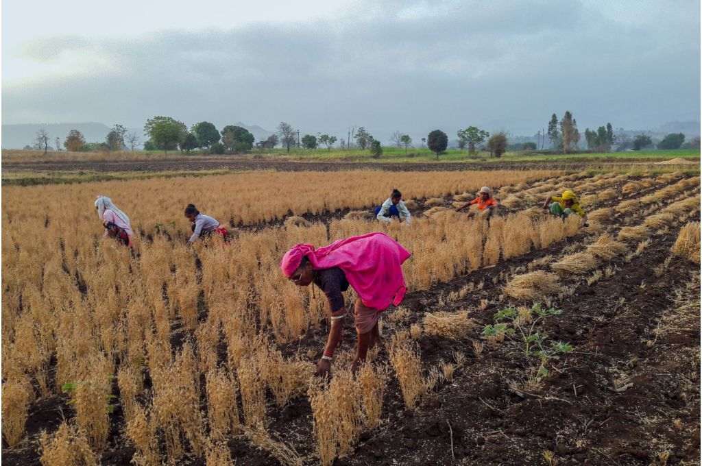women farmers harvesting crop - women farmers