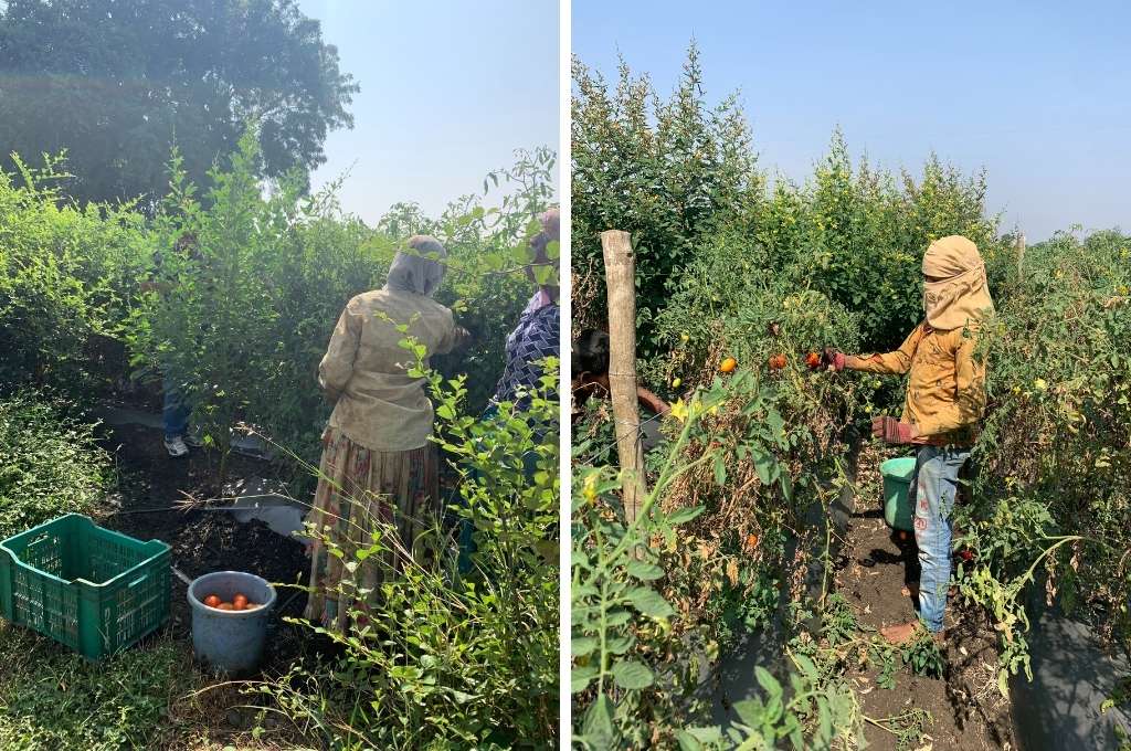 Tomatoes being harvested by farmers-value chain